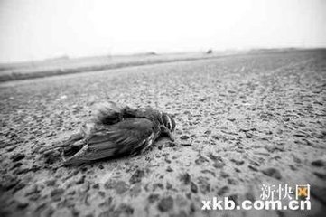 此图片无法加载